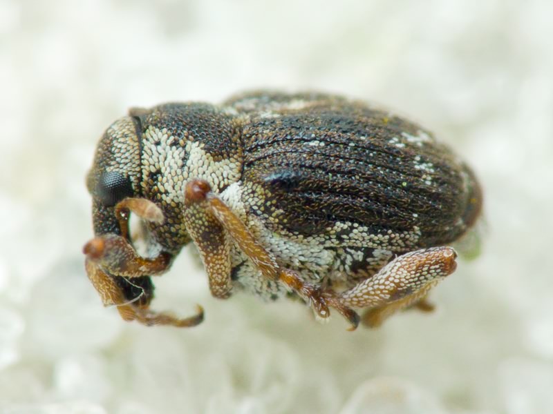 Pelenomus waltoni (Boheman, 1843)